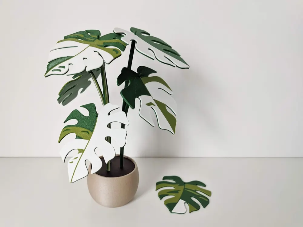 Monstera Variegata Plant + 6 Leaf Coasters